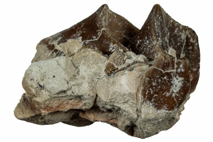 Fossil Oreodont (Merycoidodon) Molar - South Dakota #300263